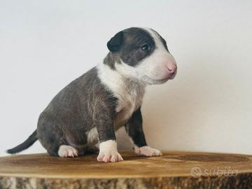 Bull terrier miniature