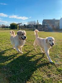 Cuccioli Golden Retriever