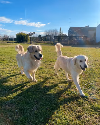 Cuccioli Golden Retriever