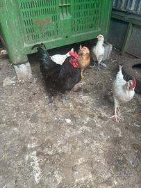 Gallo Austrolorp