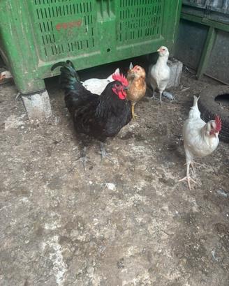 Gallo Austrolorp