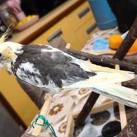 Calopsite allevato a mano