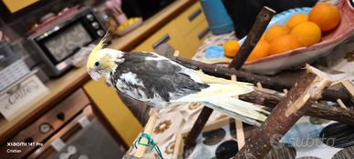 Calopsite allevato a mano