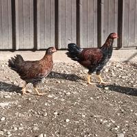 Galline livornesi multicolore