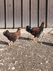 Galline livornesi multicolore