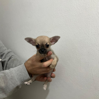 Ase chihuahua pechinese mini toy