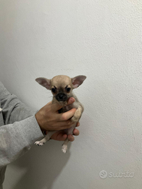 Ase chihuahua pechinese mini toy