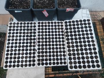 Pomodoro San Marzano 