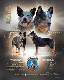 Cuccioli di Australian Cattle Dog