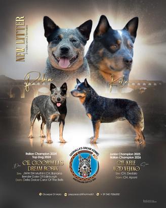 Cuccioli di Australian Cattle Dog