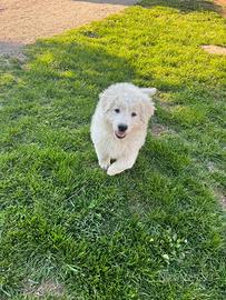 Cucciola di maremmano/lagorai