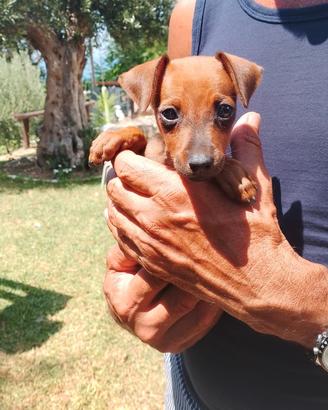 Cucciola di Pinscher