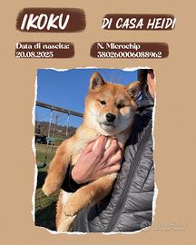 Shiba rosso fulvi pedigree ENCI all. con affisso