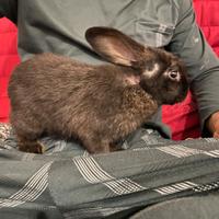 Cucciolo di coniglietto ariete nano