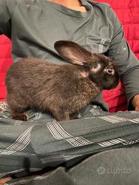 Cucciolo di coniglietto ariete nano