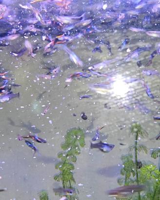 Guppy endler