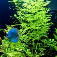 Pesci Black Molly, Platy piante per acquario, pedi