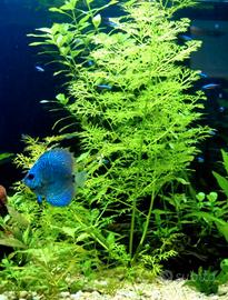 Pesci Black Molly, Platy piante per acquario, pedi