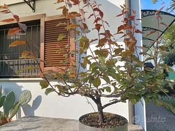 Prebonsai di Mirabolano
