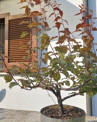 Prebonsai di Mirabolano