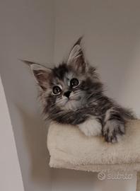 Maine Coon gatti
