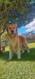 Golden retriever americano disponibile per monta