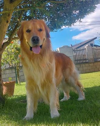 Golden retriever americano disponibile per monta