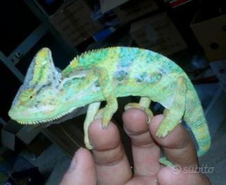 Camaleonti caliptratus