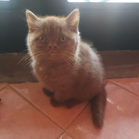 Cuccioli british shorthair