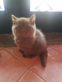 Cuccioli british shorthair