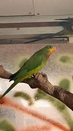 Parrocchetto barraband