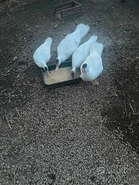 Oche anatre pavoni galline