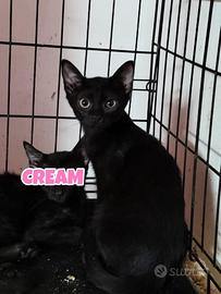 CREAM gattina nera di 4 mesi