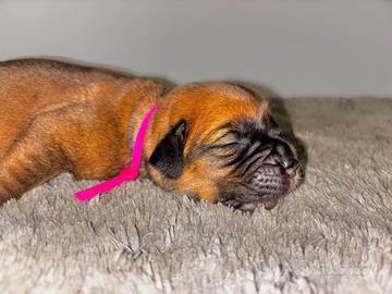 Cuccioli Dogue de bordeaux