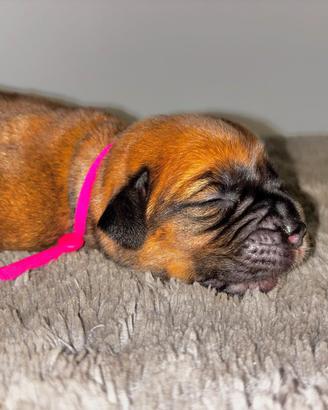 Cuccioli Dogue de bordeaux