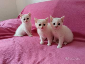 Gattini