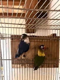 Inseparabili personata