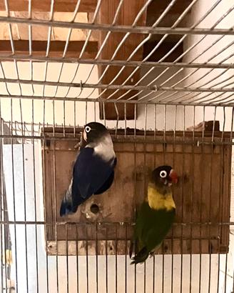 Inseparabili personata