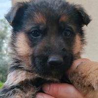 Pastori tedeschi già vaccinati