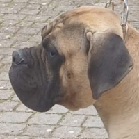 Cane Corso disponibile per monte