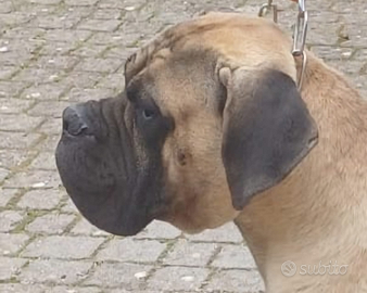 Cane Corso disponibile per monte