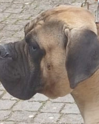 Cane Corso disponibile per monte