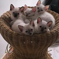 Thai, Siamese tradizionale, Pedigree