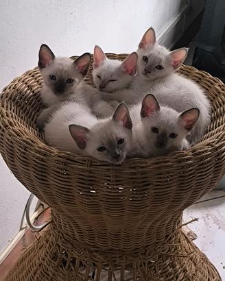 Thai, Siamese tradizionale, Pedigree