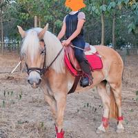 Cavallo