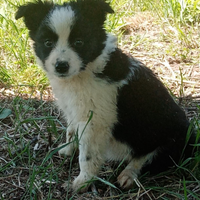 Border collie