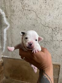 American bully