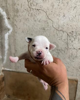 American bully