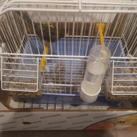 Ultimo soggetto Timbrado Original