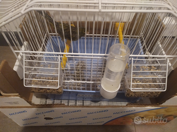 Ultimo soggetto Timbrado Original